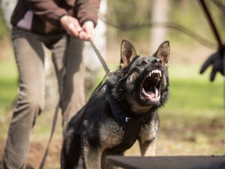 Gilroy, CA dog bite attorney
